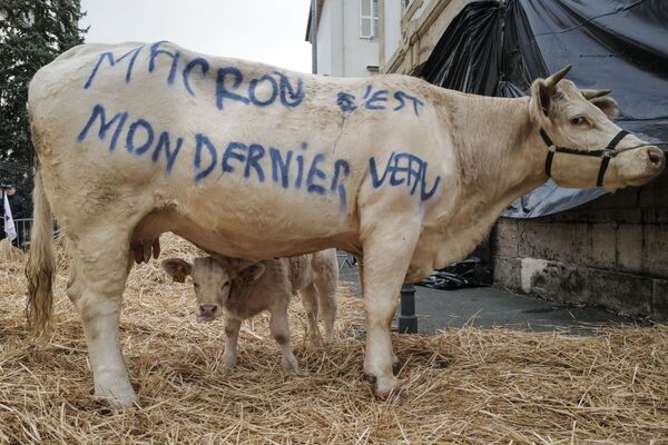 Лозунг протестующих фермеров, написанный на корове, Франция - Sputnik Молдова