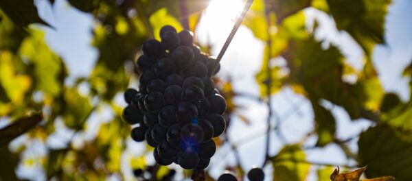 Виноградник - Sputnik Moldova