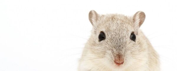 Белая крыса, архивное фото - Sputnik Moldova-România