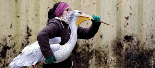 Смотритель зоопарка. - Sputnik Молдова