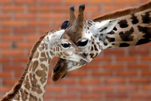 Новорожденный жираф с родителем в Либерецком зоопарке в Чехии - Sputnik Молдова