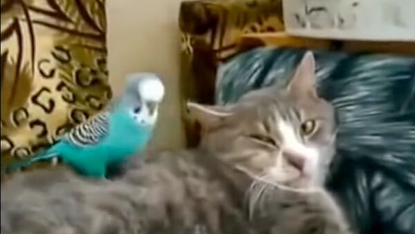 Попугай говорит с котом - Sputnik Молдова