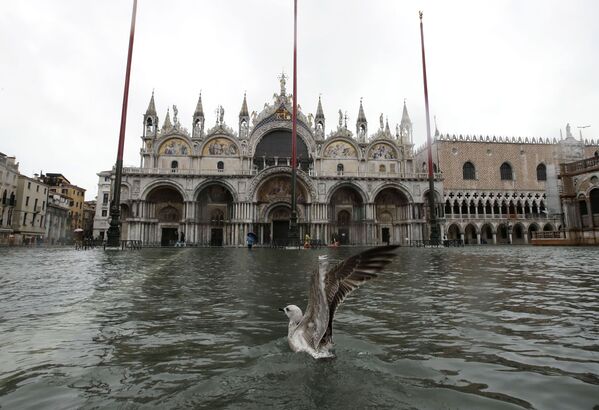 Un pescăruș în piața San Marco din Veneția în timpul inundațiilor - Sputnik Moldova