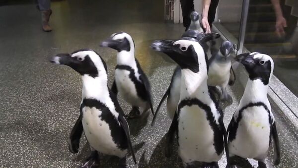Великое переселение пингвинов в Московском зоопарке - Sputnik Молдова