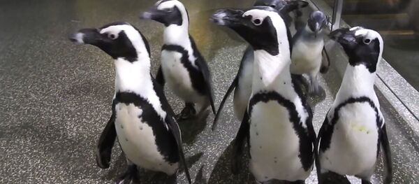 Великое переселение пингвинов в Московском зоопарке Великое переселение пингвинов в Московском зоопарке - Sputnik Молдова