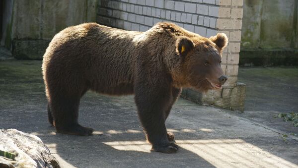 Эстония вернула медведя-хулигана Прошу в Россию - Sputnik Молдова