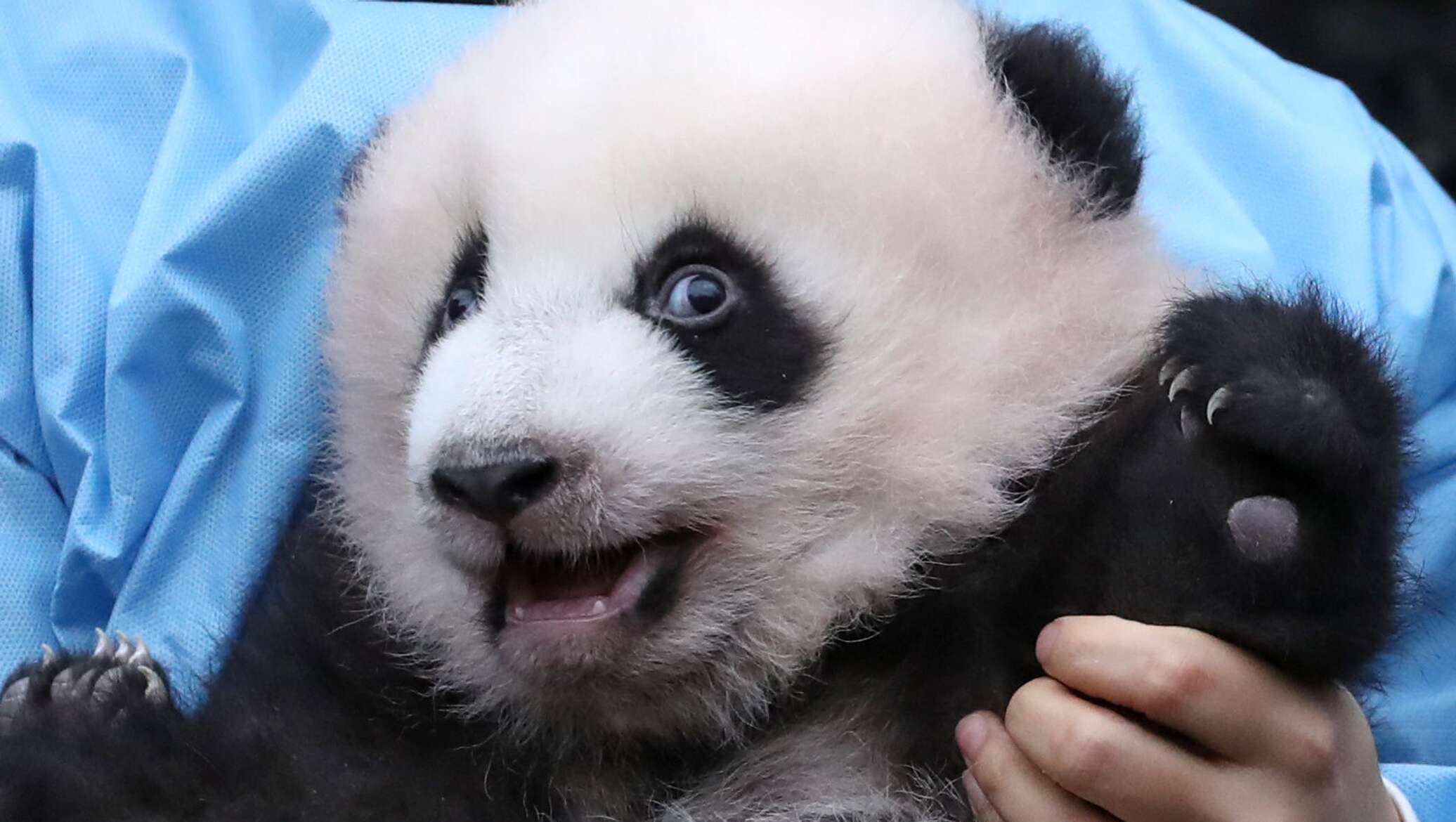 Панда детеныш москва. Панда с детёнышем. Панда с детенышем в зоопарке. Панда с детенышем фото. Имя для панды.