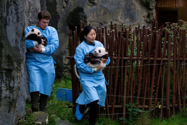 Работники зоопарка с детенышем панды в зоопарке в Брюглетте, Бельгия - Sputnik Молдова