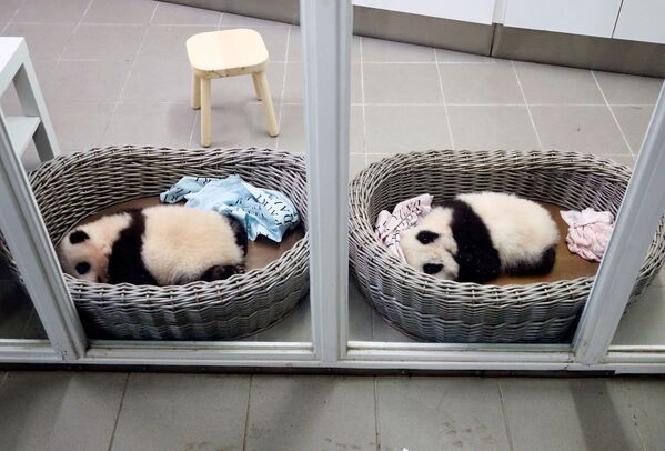 Трехмесячные детёныши-близнецы панды Бао Ди и Бао Мей в зоопарке Брюглетте, Бельгия - Sputnik Молдова