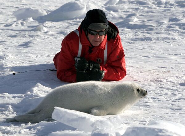 Музыкант Пол Маккартни наблюдает за детенышем гренландского тюленя в заливе Св. Лаврентия, Канада - Sputnik Молдова