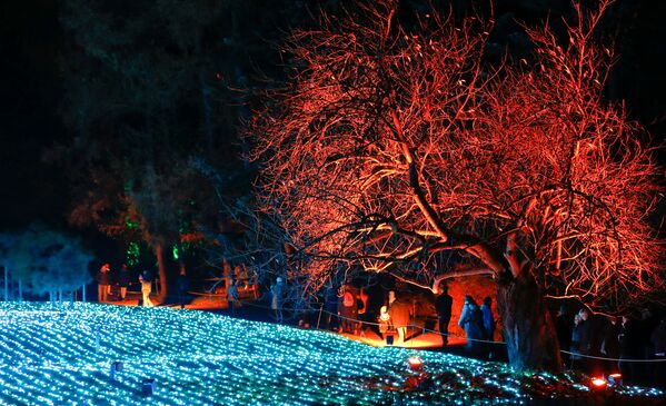 Посетители в ботаническом саду Берлина, украшенном к Рождеству - Sputnik Moldova-România