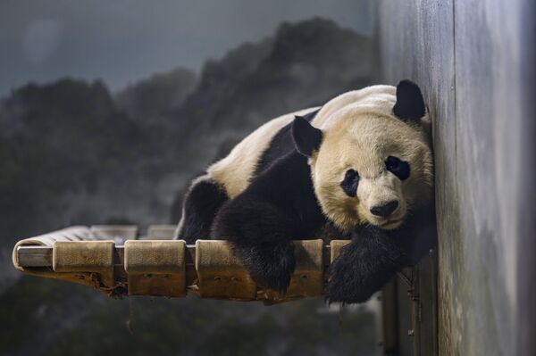 Большая панда Bei Bei отдыхает в Смитсоновском национальном зоопарке в Вашингтоне - Sputnik Молдова
