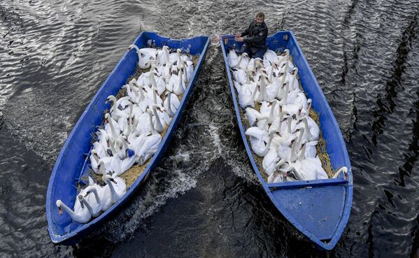  Отец лебедей Олаф Нис с птицами в лодках в городе Гамбург - Sputnik Молдова