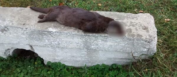 Самец выдры, сбитый машиной у заезда на админтерриторию заповедника «Ягорлык Самец выдры, сбитый машиной у заезда на админтерриторию заповедника «Ягорлык - Sputnik Молдова