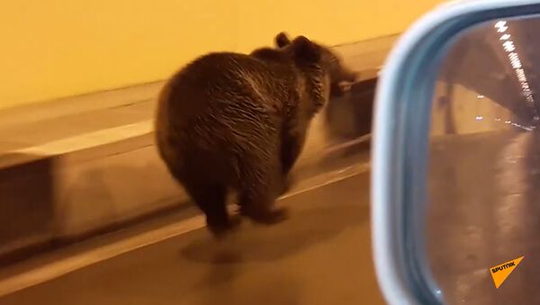 Мишка бежит на Юг: медвежонок в тоннеле между Владикавказом и Цхинвалом - Sputnik Молдова