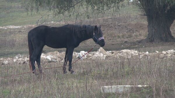 Спасенные от скотобойни: в селе Рашков действует приют для лошадей Спасенные от скотобойни: в селе Рашков действует приют для лошадей - Sputnik Молдова