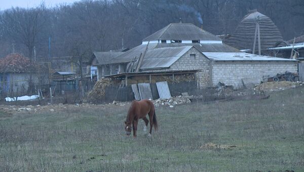 Приют для лошадей в селе Рышков Дубоссарского района - Sputnik Молдова
