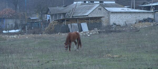 Приют для лошадей в селе Рышков Дубоссарского района Приют для лошадей в селе Рышков Дубоссарского района - Sputnik Молдова
