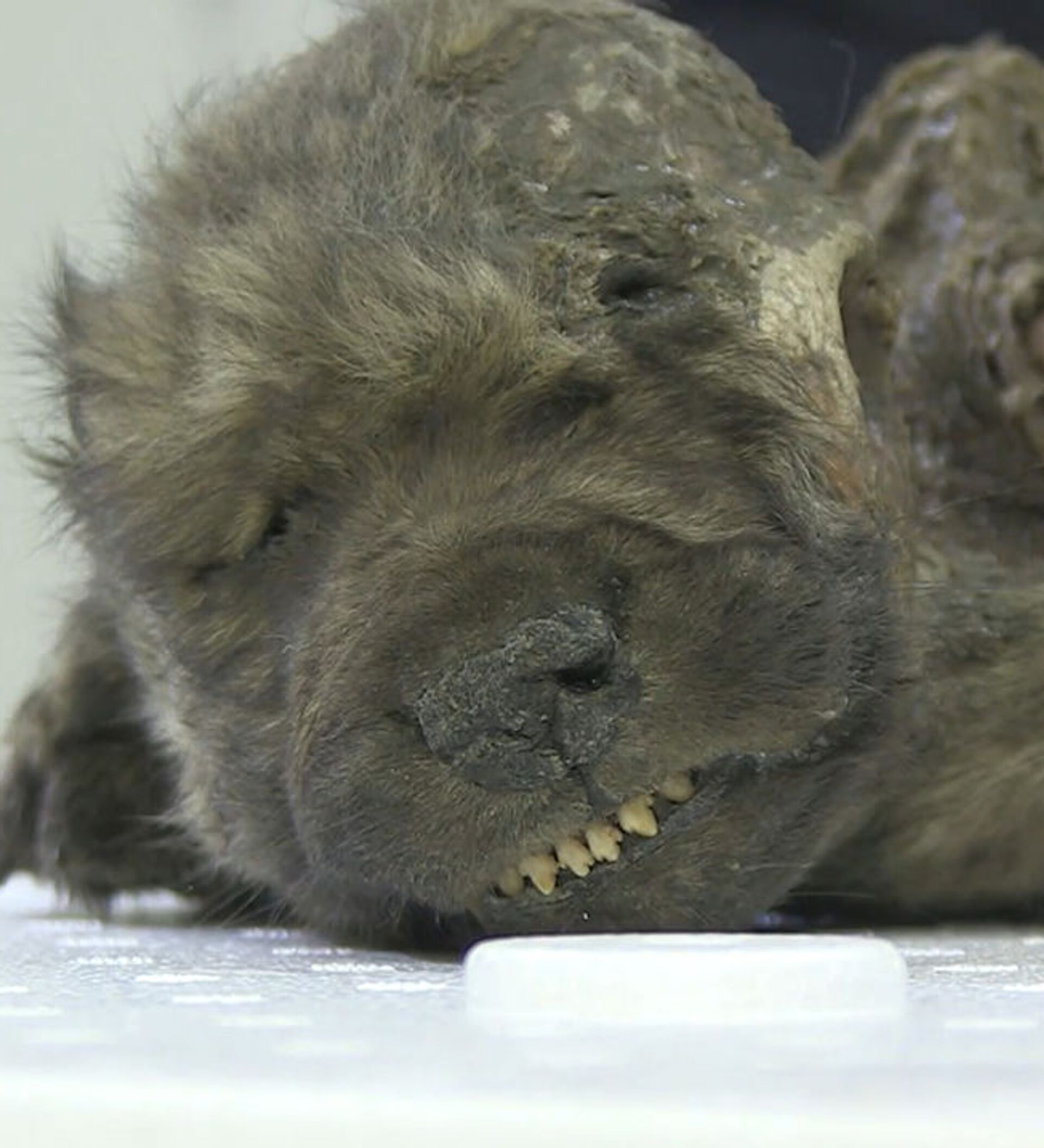 Зубами по шерсти. Доисторические животные из вечной мерзлоты. Собаки 10000 лет назад. В Якутии нашли древнего щенка.