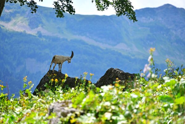 Горный козел в Рицинском реликтовом национальном парке в Абхазии - Sputnik Молдова