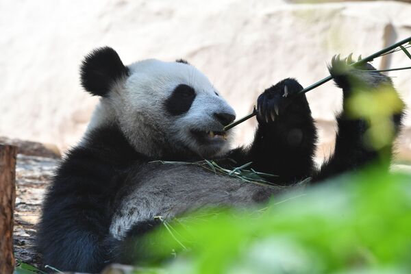 Большая панда, переданная Китаем Московскому зоопарку, в павильоне Фауна Китая - Sputnik Молдова