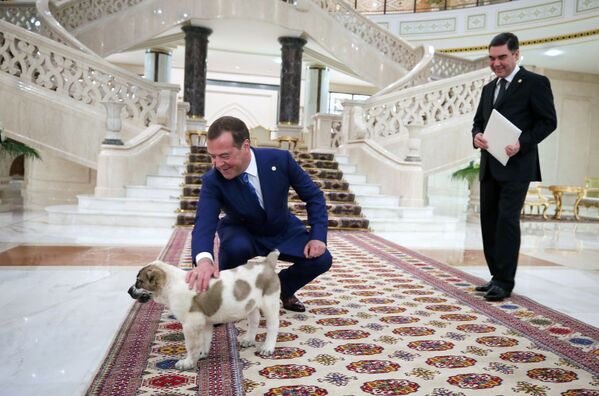 Премьер-министр России Дмитрий Медведев с подаренным президентом Туркменистана щенком алабая - Sputnik Молдова