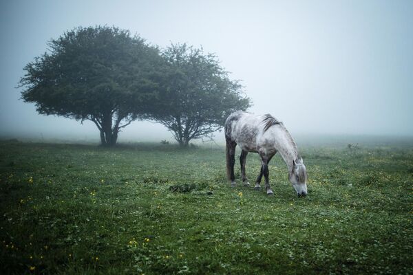 Лошадь пасется на лугу в Майкопском районе Республики Адыгея - Sputnik Молдова