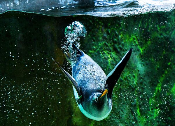 Пингвин в Московском зоопарке - Sputnik Молдова
