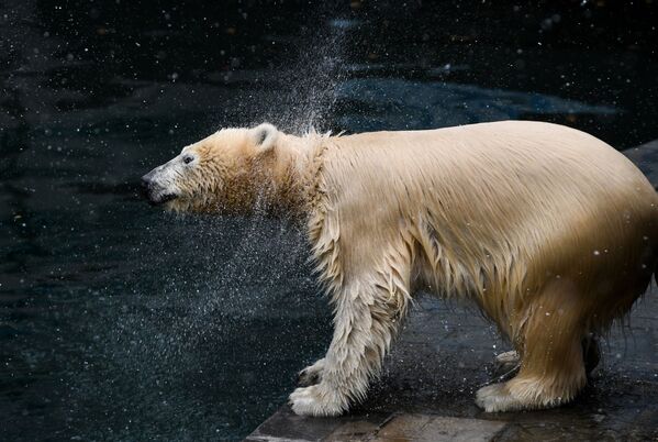 Белый медведь в вольере Новосибирского зоопарка имени Р. А. Шило во время праздника День тыквы - Sputnik Молдова