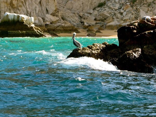 Пеликан на камне в море Кортеса в Мексике - Sputnik Молдова