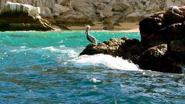 Пеликан на камне в море Кортеса в Мексике - Sputnik Moldova