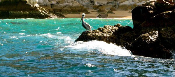 Пеликан на камне в море Кортеса в Мексике Пеликан на камне в море Кортеса в Мексике - Sputnik Moldova