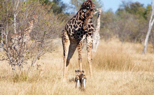 Girafă și câini sălbatici într-o rezervație din Botswana - Sputnik Moldova-România