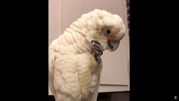 Попугай забавно чешет перышки палочкой для спагетти - видео - Sputnik Молдова