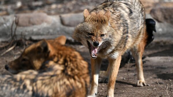 Шакалы - Sputnik Moldova