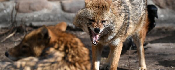 Шакалы - Sputnik Moldova