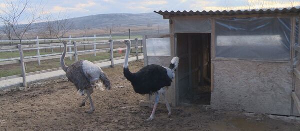 Страусы Страусы - Sputnik Молдова