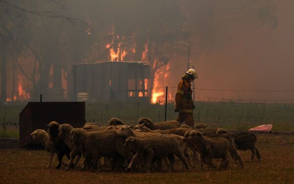 Incendii de vegetaţie în Australia - Sputnik Moldova