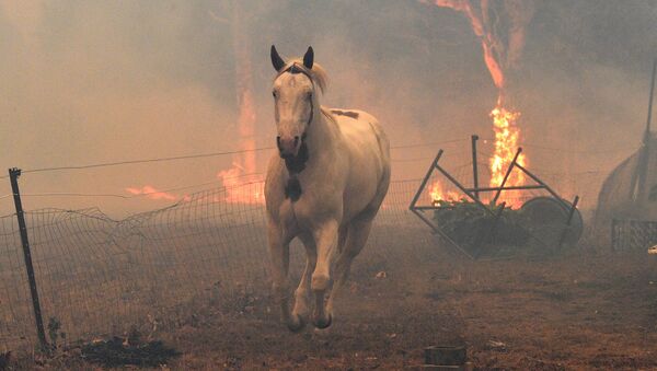Incendii de vegetaţie în Australia - Sputnik Moldova-România