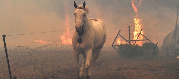 Incendii de vegetaţie în Australia Incendii de vegetaţie în Australia - Sputnik Moldova-România