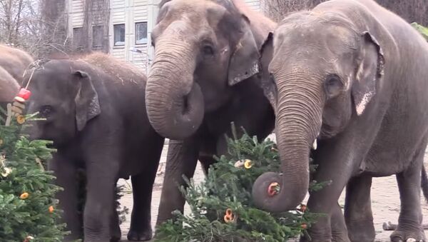 Праздничное меню: животных в зоопарке Берлина покормили рождественскими елками - Sputnik Молдова