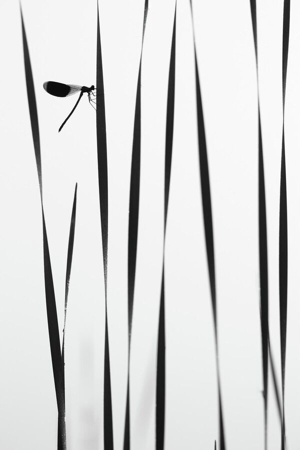 Снимок Стрекоза утром у воды фотографа Андрея Кузнецова, победитель в номинации Макросъемка - Sputnik Молдова