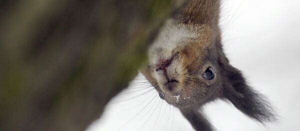 Белка Белка - Sputnik Молдова