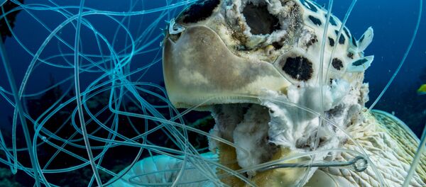 Снимок The Victim фотографа Shane Gross, победивший в номинации Conservation конкурса 2019 Ocean Art Underwater Photo Снимок The Victim фотографа Shane Gross, победивший в номинации Conservation конкурса 2019 Ocean Art Underwater Photo - Sputnik Молдова