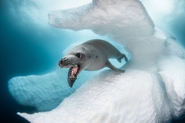 Снимок Gaspare фотографа Greg Lecoeur, победивший в номинации Best of Show конкурса 2019 Ocean Art Underwater Photo - Sputnik Молдова