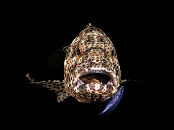 Снимок Open Mouth Grouper фотографа Ferenc Lorincz, занявший первое место в категории Compact Behavior конкурса 2019 Ocean Art Underwater Photo - Sputnik Молдова