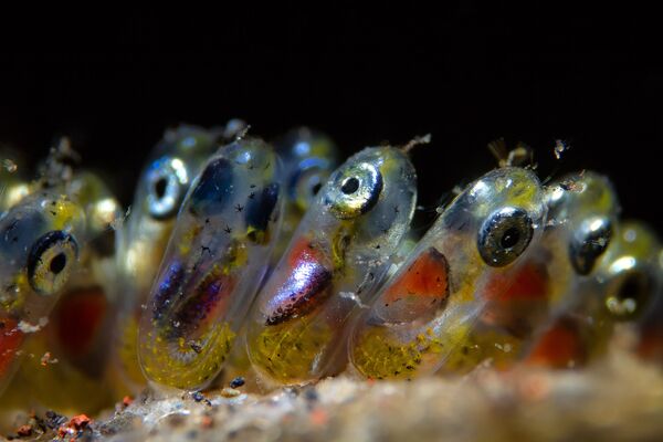 Снимок Clownfish Eggs фотографа Paolo Isgro, победивший в номинации Supermacro конкурса 2019 Ocean Art Underwater Photo - Sputnik Молдова