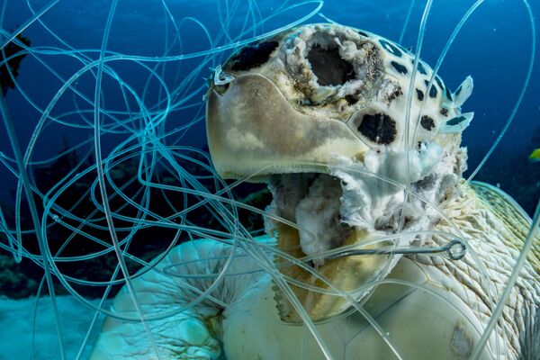 Снимок The Victim фотографа Shane Gross, победивший в номинации Conservation конкурса 2019 Ocean Art Underwater Photo - Sputnik Молдова