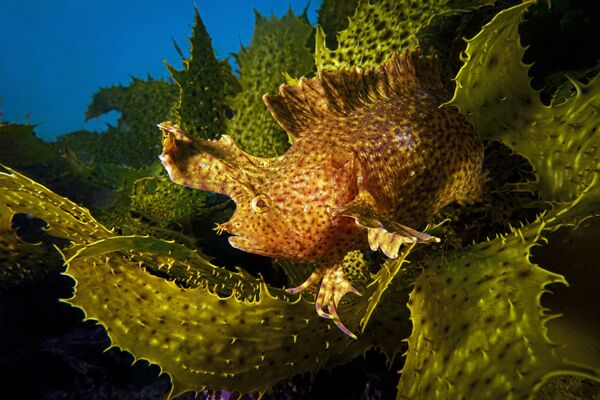 Снимок Blended фотографа Talia Greis, победивший в номинации Compact Wide Angle конкурса 2019 Ocean Art Underwater Photo - Sputnik Молдова
