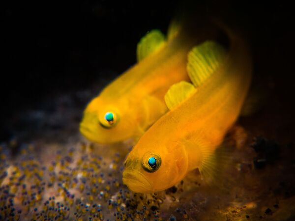 Снимок Lemon Goby фотографа Stan Chen, победивший в номинации Compact Macro конкурса 2019 Ocean Art Underwater Photo - Sputnik Молдова